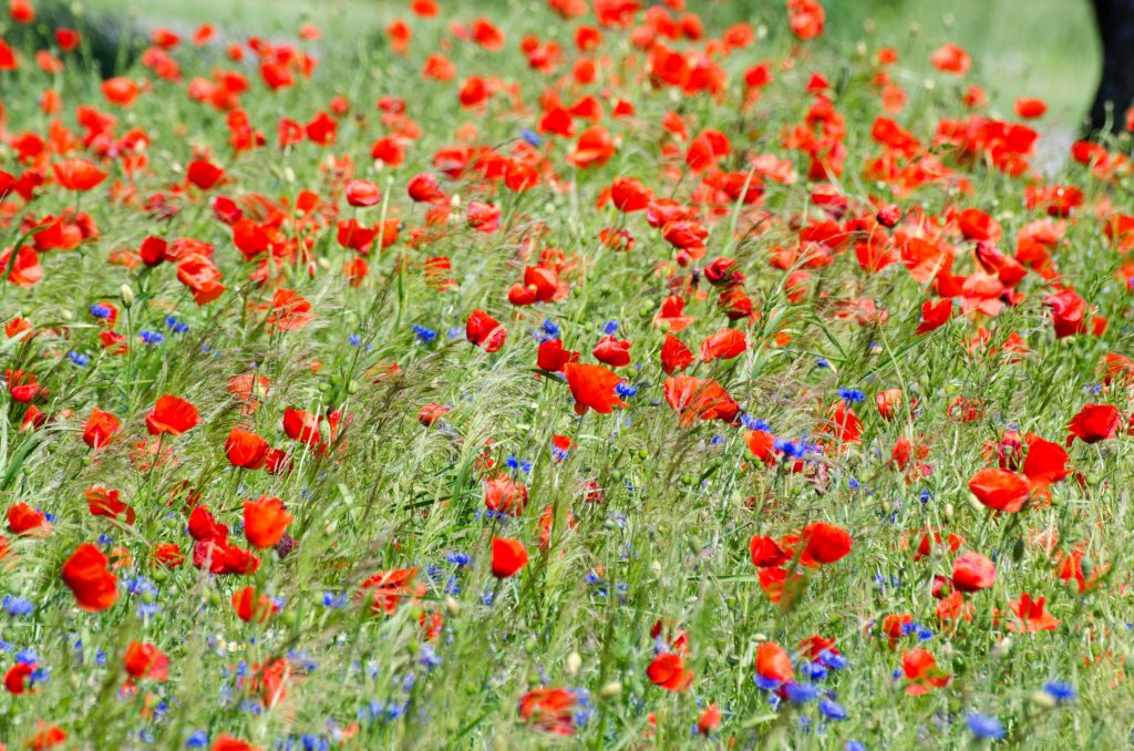 Kornblumen